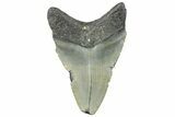 Serrated, Fossil Megalodon Tooth - North Carolina #295312-1